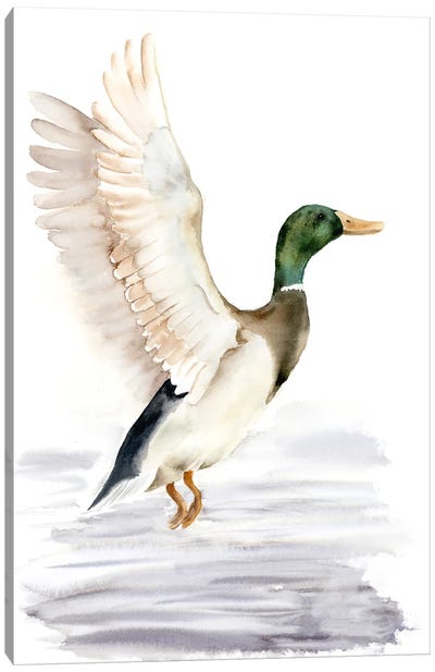 Duck Canvas Art Print - Olga Tchefranov