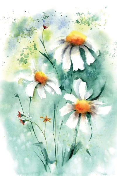 Daisies: Daisies II by Olga Tchefranov