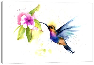 Hummingbird III Canvas Art Print - Olga Tchefranov