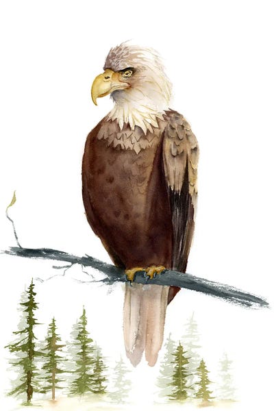 Lakehouse Décor: Eagle by Olga Tchefranov