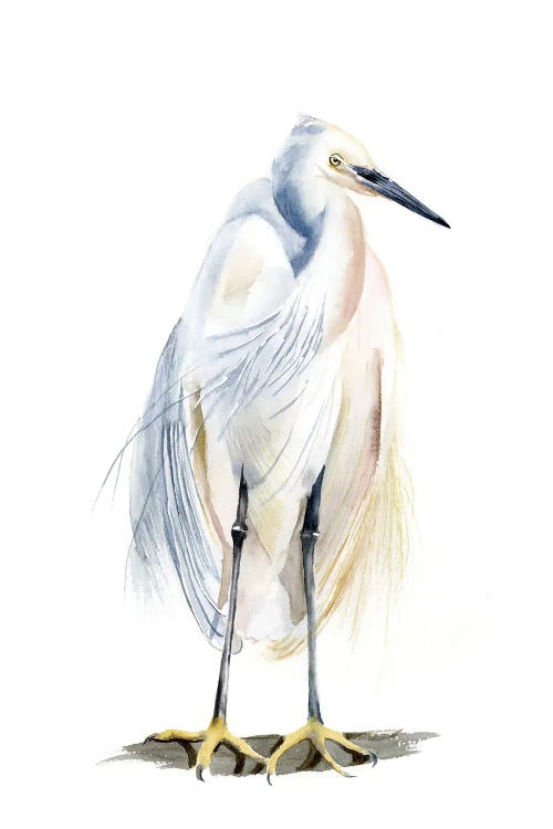 White Heron