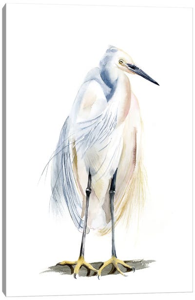 White Heron Canvas Art Print - Heron Art
