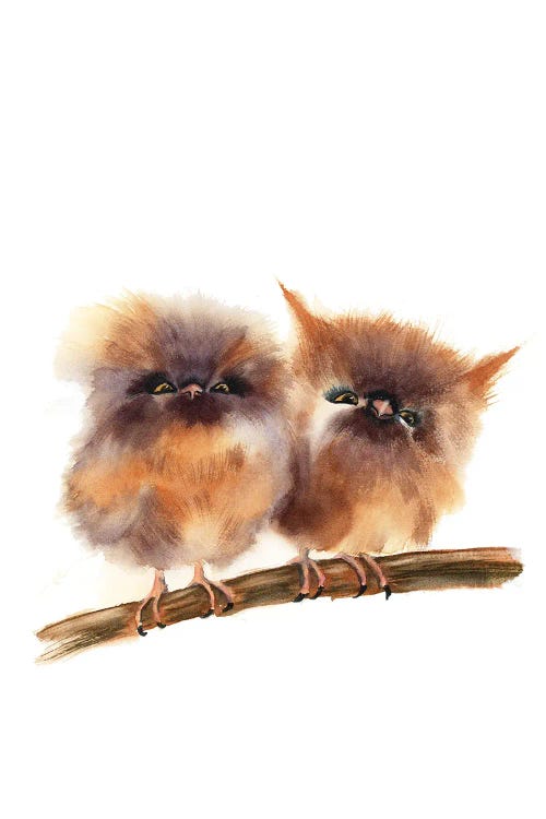 Baby Owls