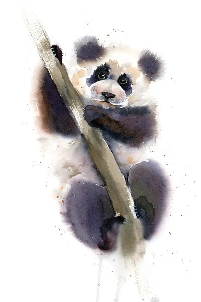 Pandas: Panda by Olga Tchefranov