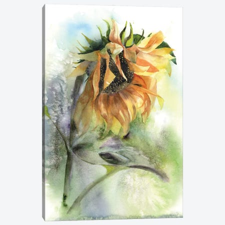 Sunflower Canvas Print #OTF82} by Olga Tchefranov Canvas Wall Art
