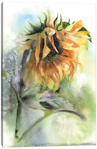 Sunflower Canvas Art Print - Olga Tchefranov