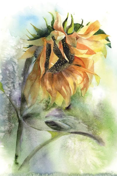 Watercolor Flowers: Sunflower by Olga Tchefranov