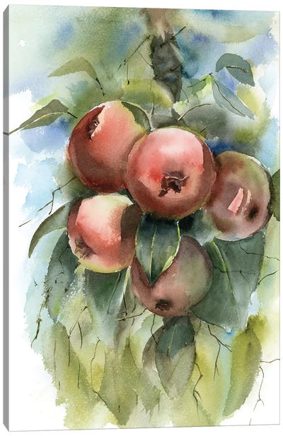 Apple Branch Canvas Art Print - Olga Tchefranov