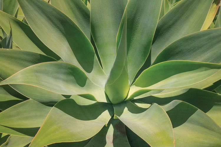 Agave Attenuata, Native To Mexico, Is Often Known As The Lions Tail, Swans Neck Or Foxtail.