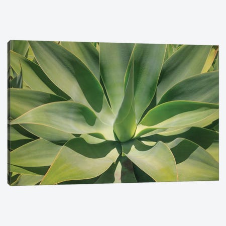 Agave Attenuata, Native To Mexico, Is Often Known As The Lions Tail, Swans Neck Or Foxtail. Canvas Print #OTW4} by Mallorie Ostrowitz Canvas Artwork