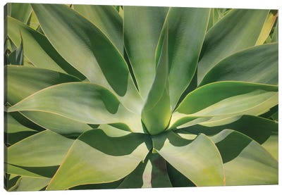 Agave Attenuata, Native To Mexico, Is Often Known As The Lions Tail, Swans Neck Or Foxtail. Canvas Art Print
