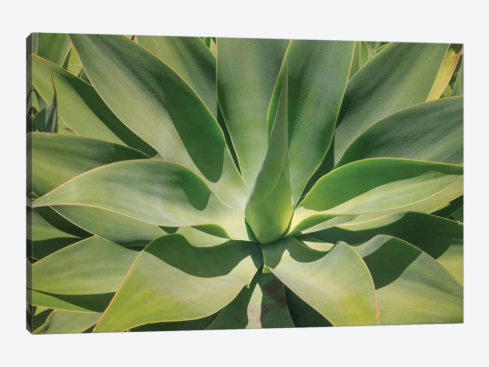 Agave Attenuata, Native To Mexico, Is Often Known As The Lions Tail, Swans Neck Or Foxtail. by Mallorie Ostrowitz 1-piece Canvas Art Print