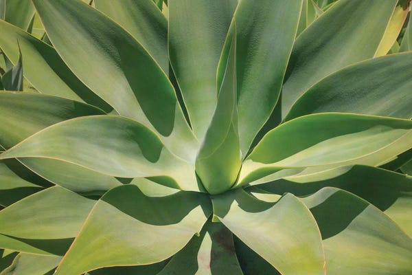 Mexico: Agave Attenuata, Native To Mexico, Is Often Known As The Lions Tail, Swans Neck Or Foxtail. by Mallorie Ostrowitz
