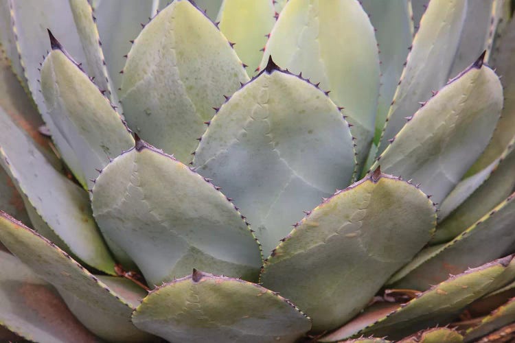 Parry'S Agave Or Mescal Agave.