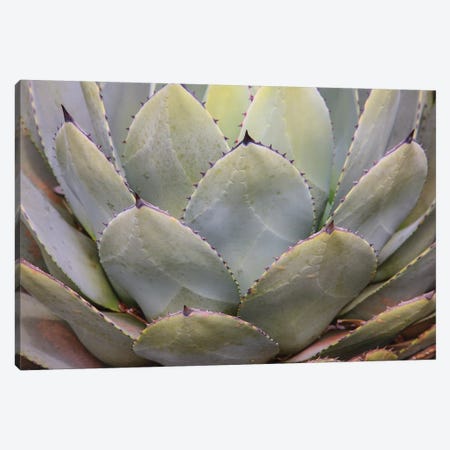 Parry'S Agave Or Mescal Agave. Canvas Print #OTW5} by Mallorie Ostrowitz Canvas Wall Art