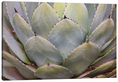 Parry'S Agave Or Mescal Agave. Canvas Art Print