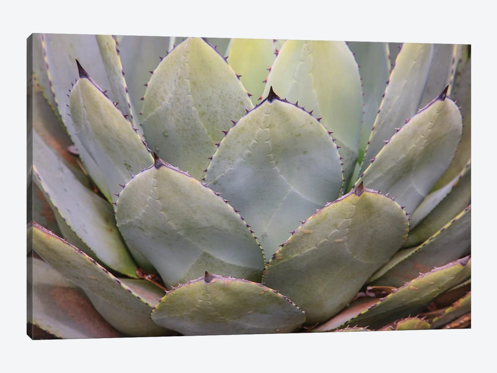 Parry'S Agave Or Mescal Agave. by Mallorie Ostrowitz 1-piece Canvas Artwork