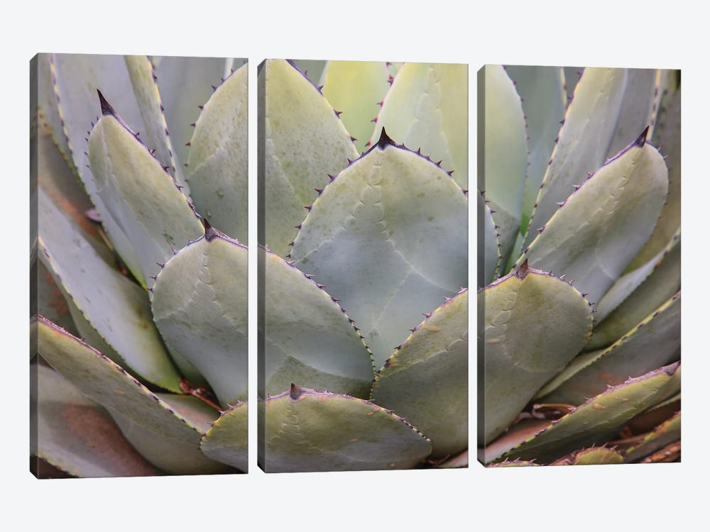 Parry'S Agave Or Mescal Agave. by Mallorie Ostrowitz 3-piece Canvas Art