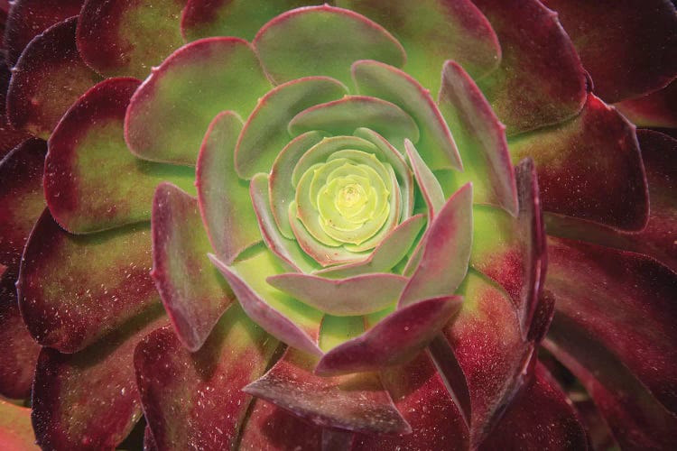 Succulent Named Prairie Sunset Or Houseleeks. by Mallorie Ostrowitz wall art