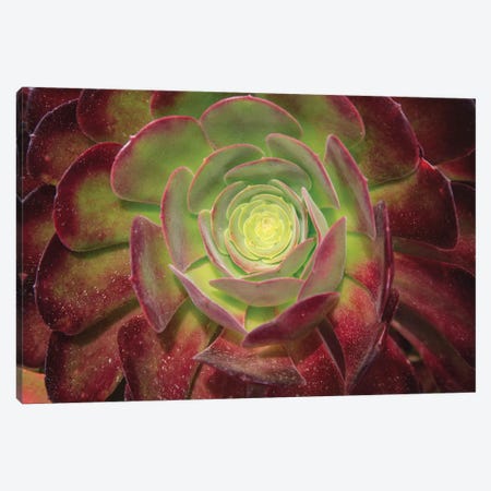 Succulent Named Prairie Sunset Or Houseleeks. Canvas Print #OTW8} by Mallorie Ostrowitz Canvas Print