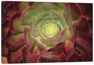Succulent Named Prairie Sunset Or Houseleeks. Canvas Art Print