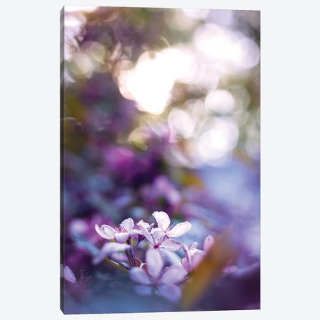 Cool Crabapple Blossoms Canvas Print #OVL102} by Maria Overlay Canvas Print