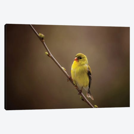 American Goldfinch Canvas Print #OVL103} by Maria Overlay Canvas Art Print