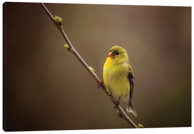 American Goldfinch Canvas Art Print - Maria Overlay