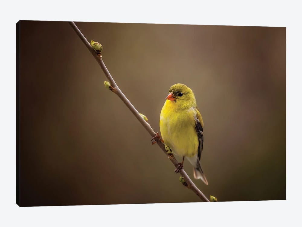 American Goldfinch by Maria Overlay 1-piece Canvas Art Print