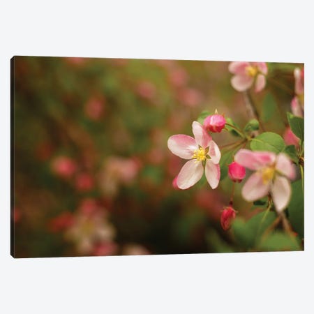 Pink Blossoms Canvas Print #OVL104} by Maria Overlay Canvas Artwork