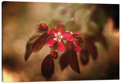 Red Florals And Texture Canvas Art Print - Maria Overlay