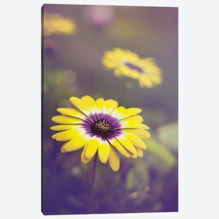 African Daisies Canvas Print #OVL107} by Maria Overlay Canvas Wall Art