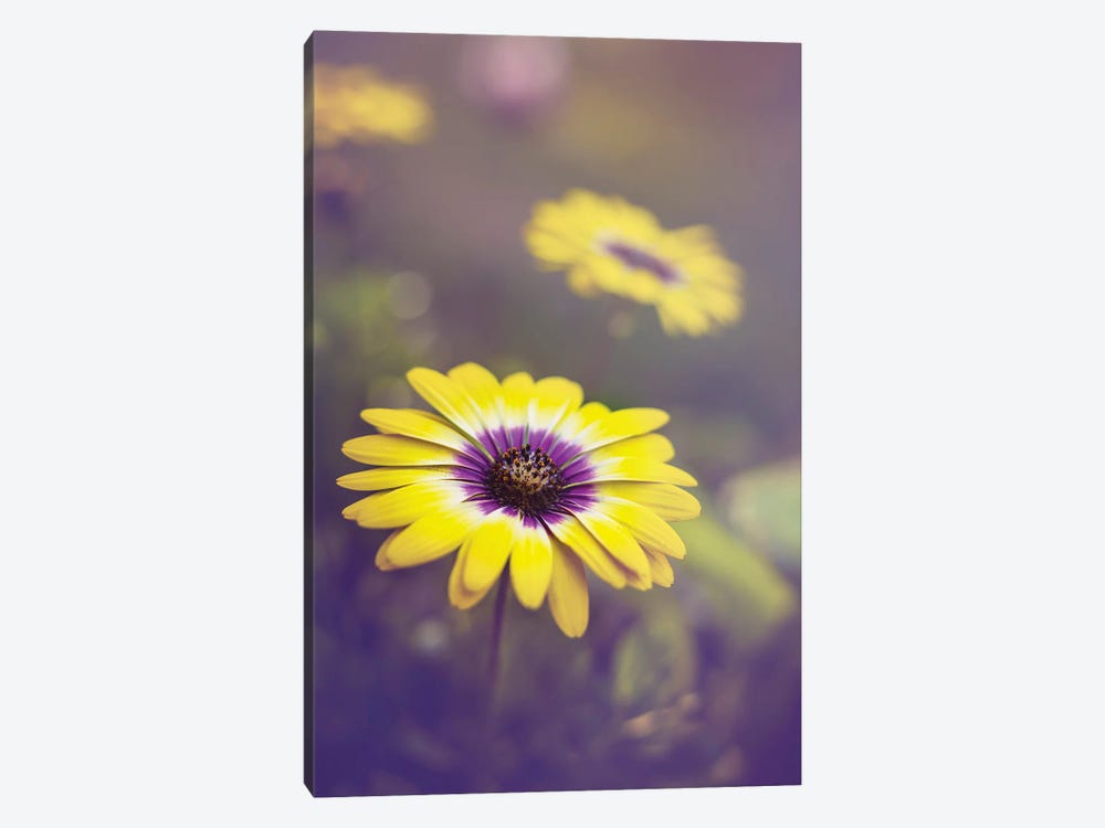 African Daisies by Maria Overlay 1-piece Art Print