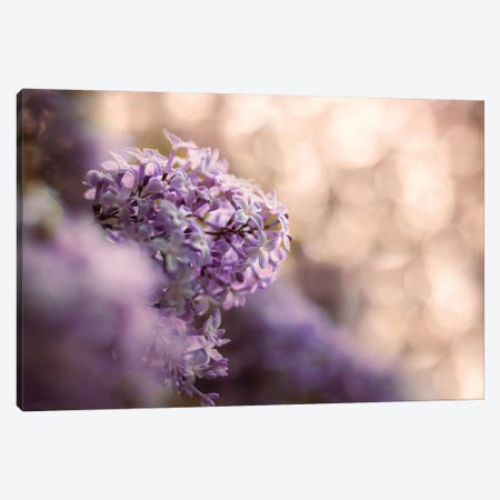 Lilacs And Bokeh Canvas Print #OVL109} by Maria Overlay Art Print