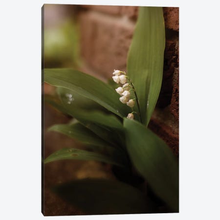Lily Of The Valley Canvas Print #OVL110} by Maria Overlay Canvas Wall Art