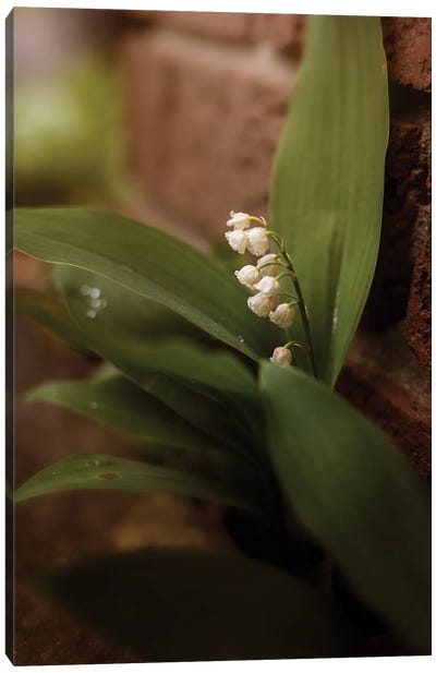 Lily Of The Valley Canvas Art Print - Maria Overlay