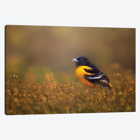 Oriole And Florals Canvas Print #OVL111} by Maria Overlay Canvas Art