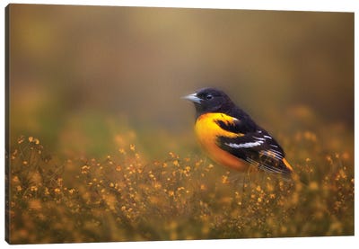 Oriole And Florals Canvas Art Print - Maria Overlay