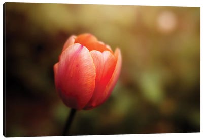 Peachy Tulip Canvas Art Print - Maria Overlay