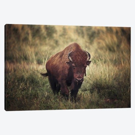 Bison Beauty Canvas Print #OVL121} by Maria Overlay Canvas Print