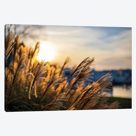 Glowing Dune Grass Canvas Print #OVL21} by Maria Overlay Canvas Print