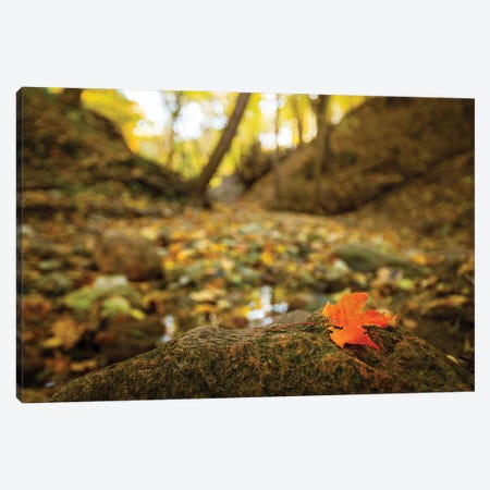 Lonely Leaf Canvas Print #OVL25} by Maria Overlay Canvas Art