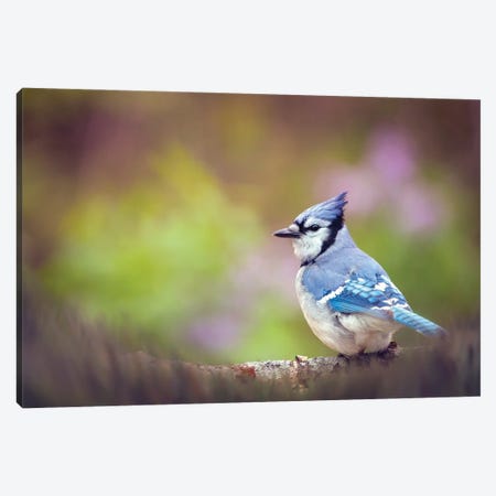 Blue Jay And Lilacs Canvas Print #OVL34} by Maria Overlay Art Print