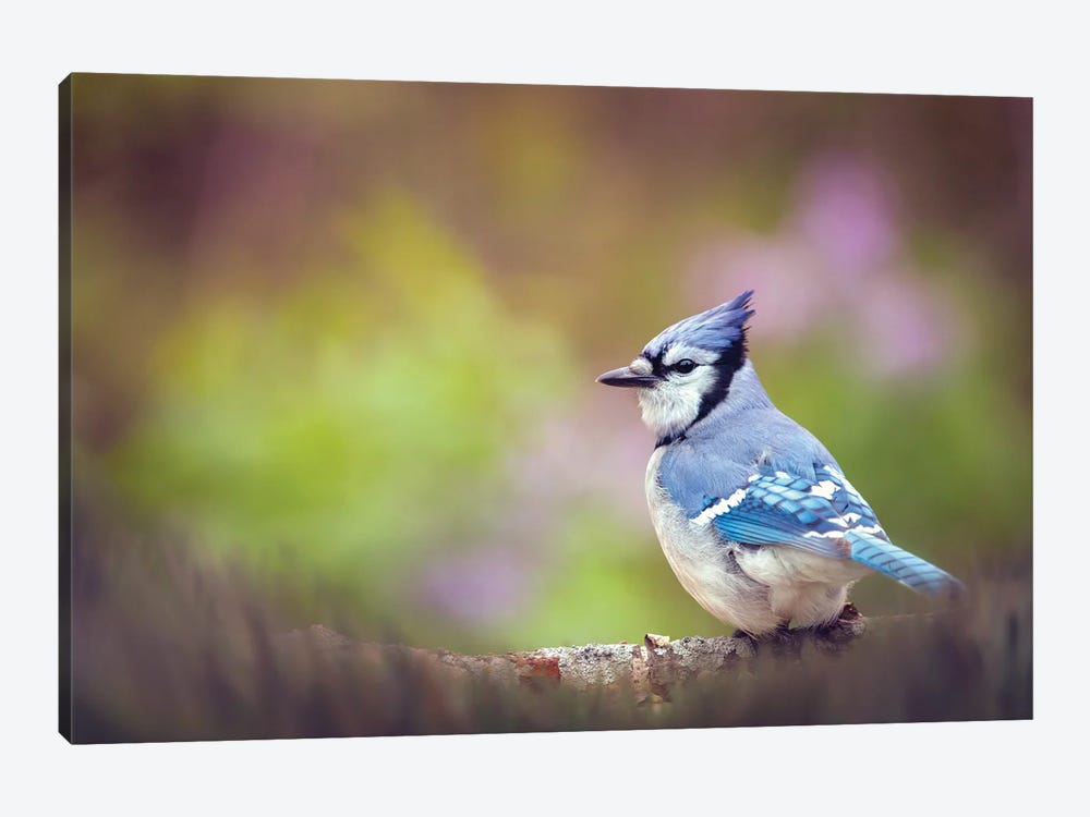 Blue Jay And Lilacs by Maria Overlay 1-piece Art Print