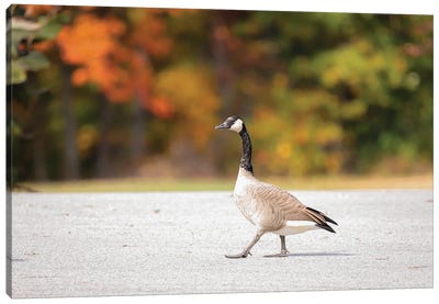 An Autumn Stroll Canvas Art Print - Goose Art