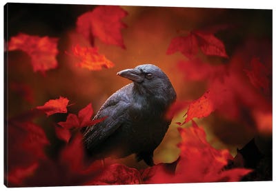 Autumn Crow Canvas Art Print - Maria Overlay