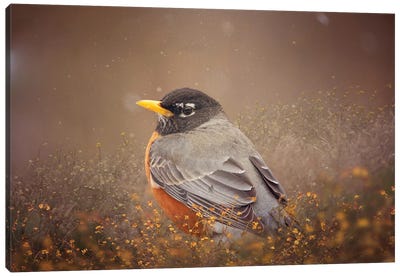 Spring Robin Canvas Art Print - Robin Art