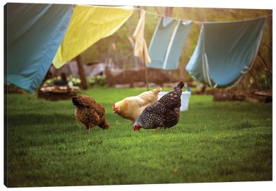 Backyard Chickens Canvas Art Print - Maria Overlay
