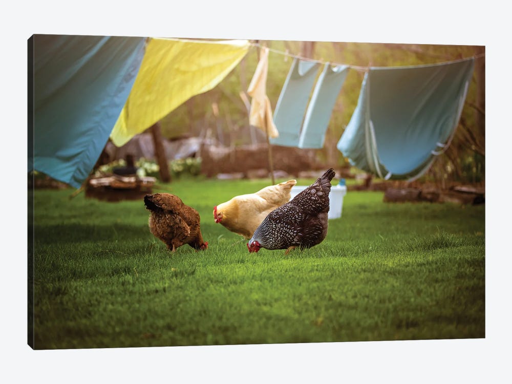Backyard Chickens by Maria Overlay 1-piece Canvas Artwork