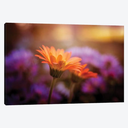 Colorful Daisies Canvas Print #OVL50} by Maria Overlay Canvas Wall Art